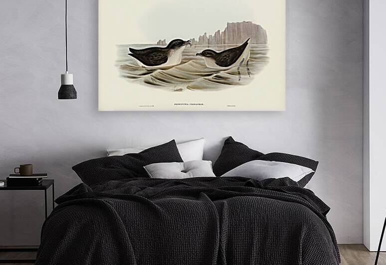Common Diving Petrel by History In Your Home