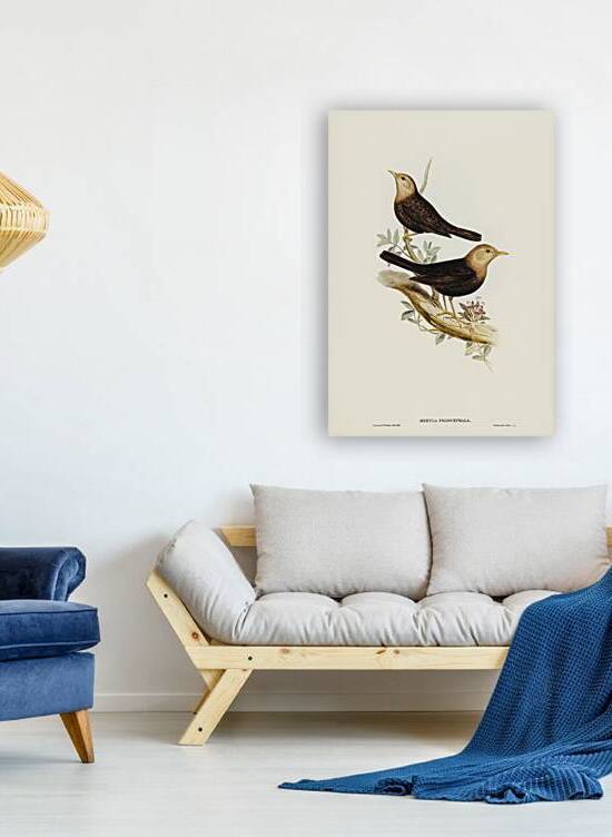 Island Thrush by History In Your Home