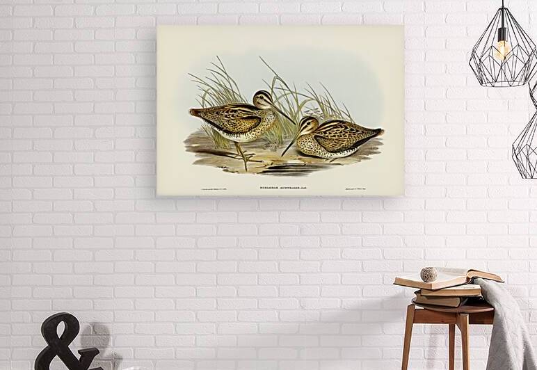 Latham s Snipe by History In Your Home