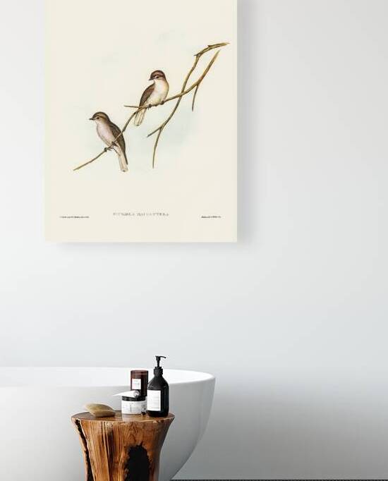 Jacky Winter by History In Your Home