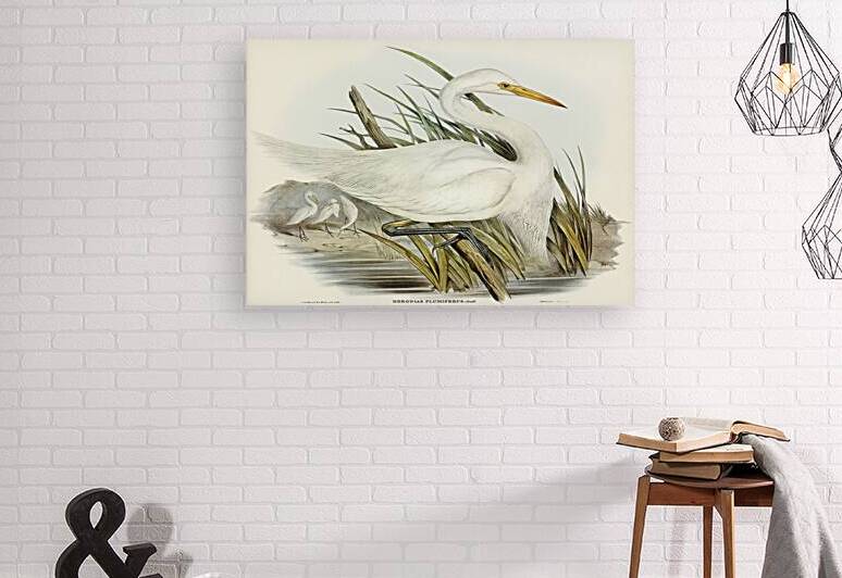 Intermediate Egret by History In Your Home