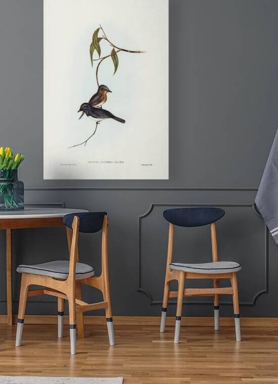 Leaden Flycatcher by History In Your Home