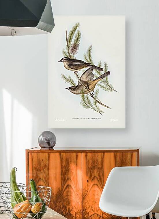 Grey Shrikethrush 2 by History In Your Home