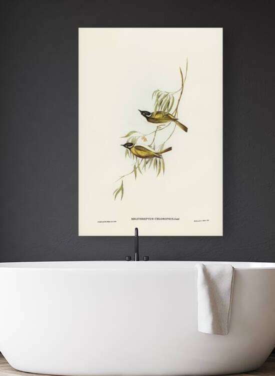 Gilbert s Honeyeater Reproduction