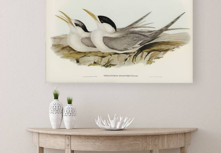 Greater Crested Tern 2 by History In Your Home