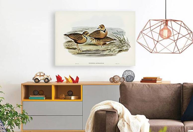 Inland Dotterel by History In Your Home