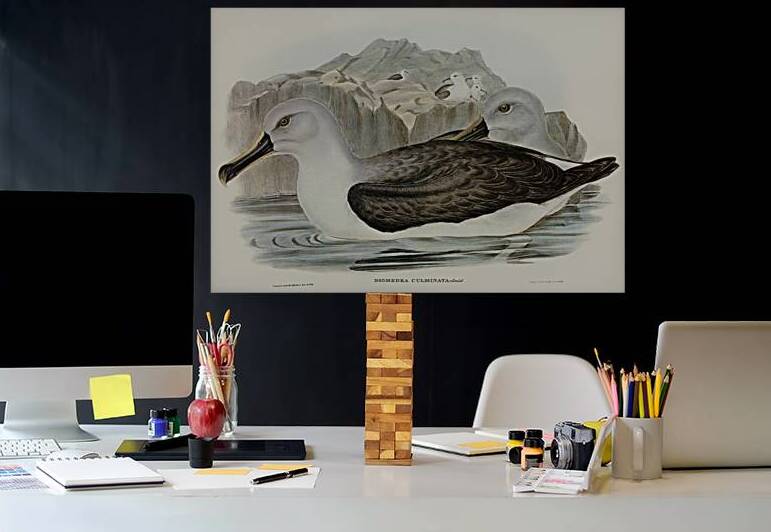 Grey Headed Albatross by History In Your Home