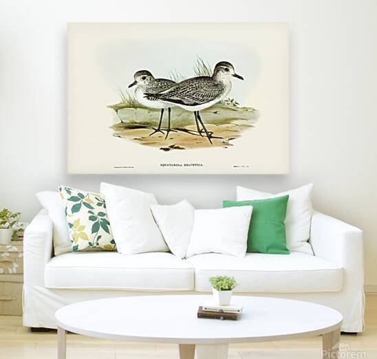 Grey Plover by History In Your Home