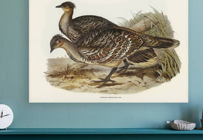 Malleefowl by History In Your Home
