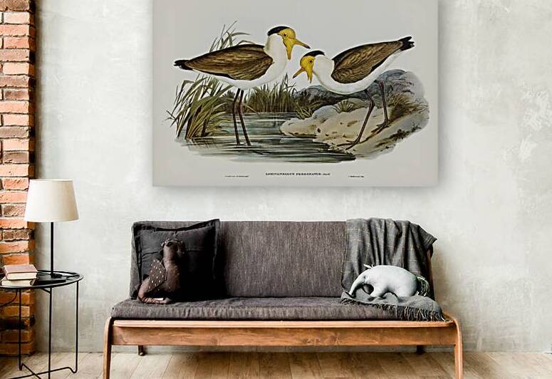 Masked Lapwing by History In Your Home