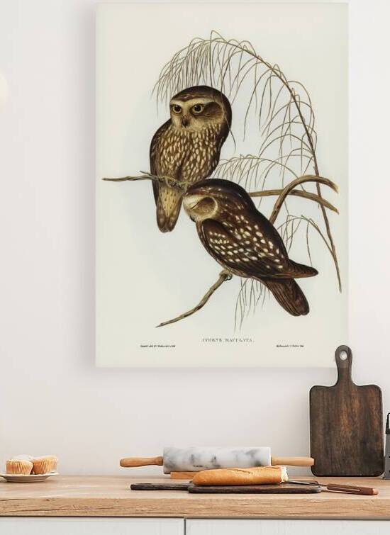 Morepork Ruru Owl by History In Your Home