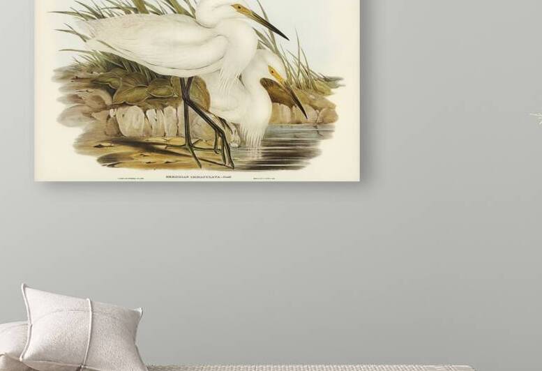 Little egret by History In Your Home