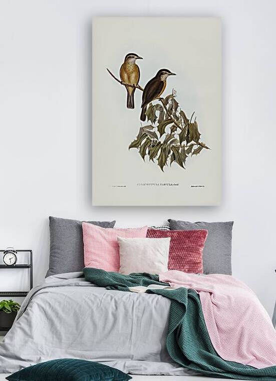Little Shrikethrush by History In Your Home