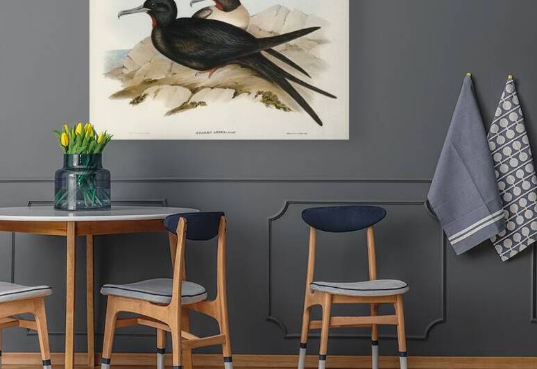 Lesser Frigatebird by History In Your Home