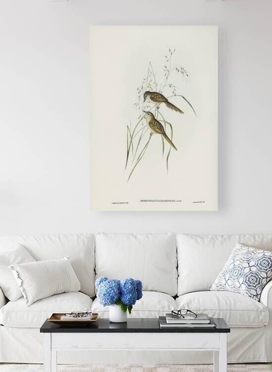 Little Grassbird by History In Your Home