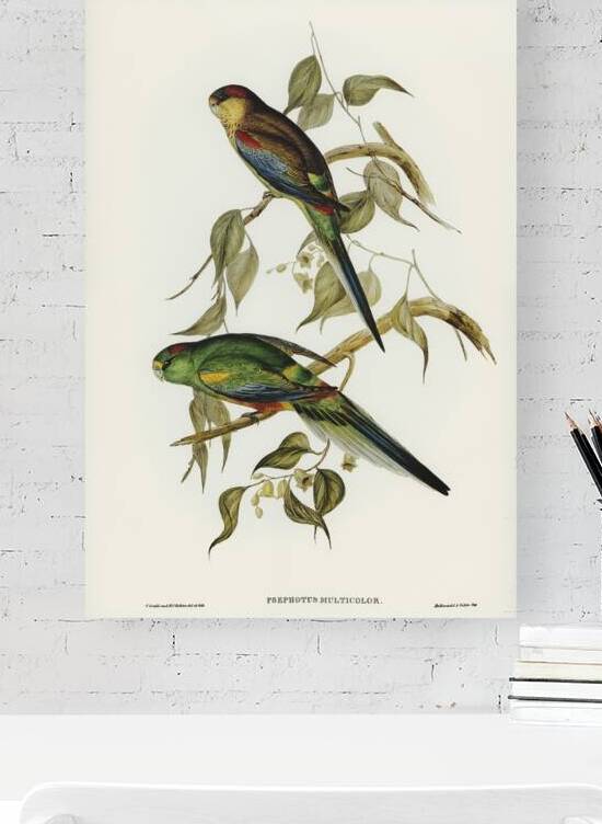 Mulga Parrot by History In Your Home