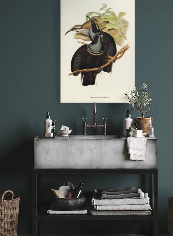 Magnificent Riflebird by History In Your Home