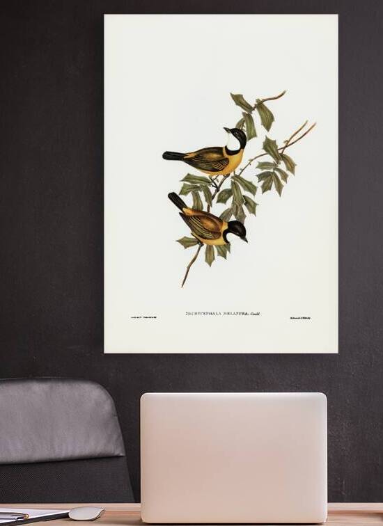 Mangrove Golden Whistler by History In Your Home