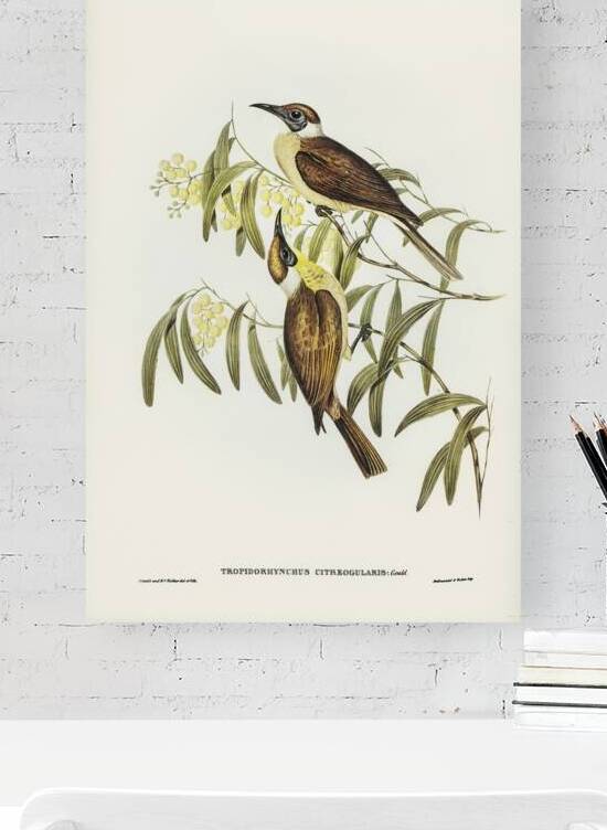 Little Friarbird by History In Your Home