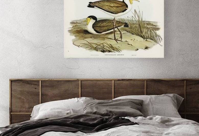 Masked Lapwing 2 by History In Your Home