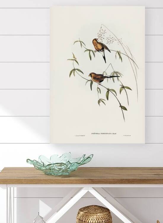 Masked Finch by History In Your Home