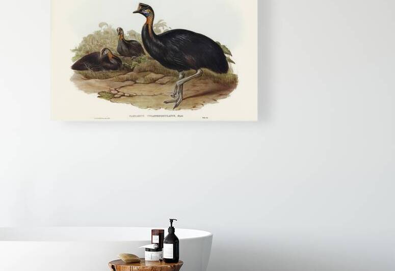 Northern Cassowary by History In Your Home