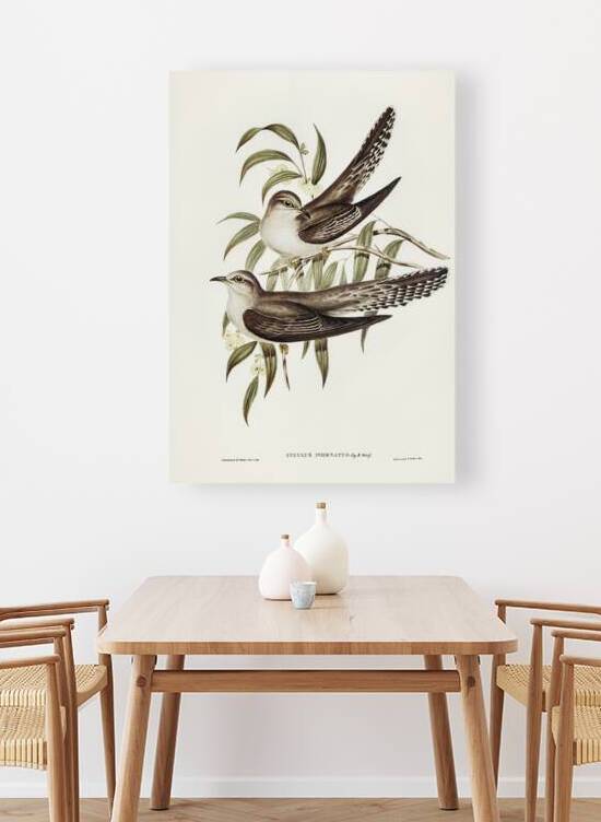 Pallid Cuckoo by History In Your Home
