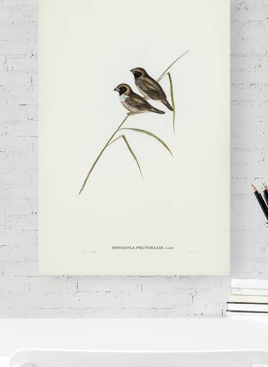 Pictorella Finch by History In Your Home