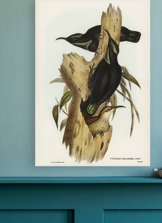 Paradise Riflebird by History In Your Home