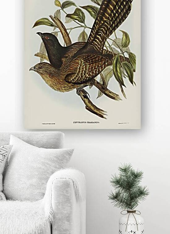 Pheasant Coucal by History In Your Home
