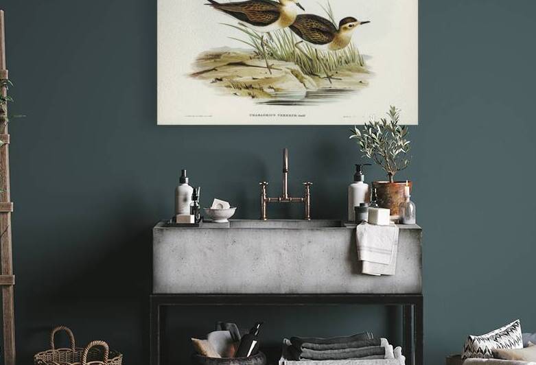 Oriental Plover by History In Your Home