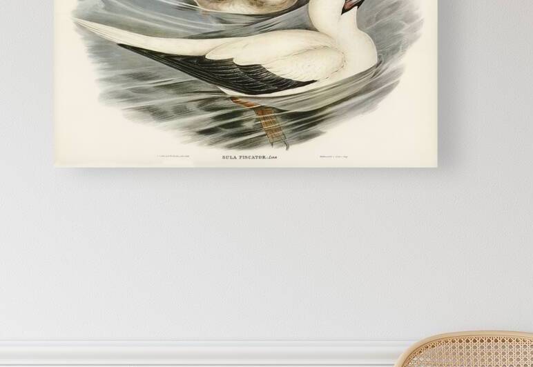 Red Footed Booby by History In Your Home
