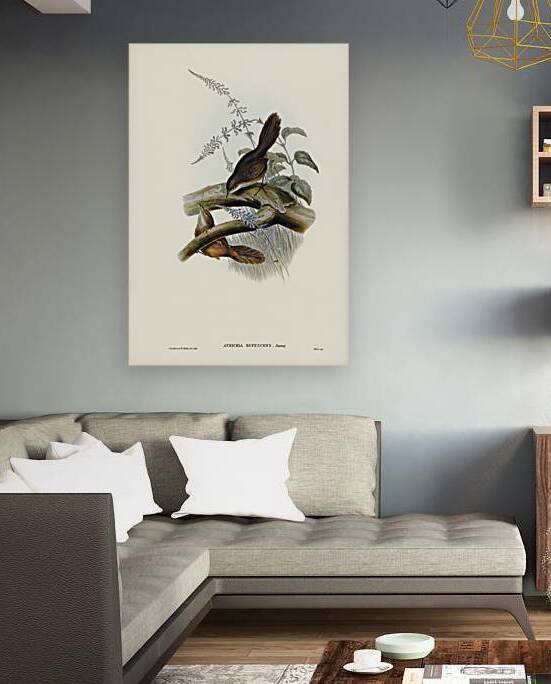 Rufous Scrubbird by History In Your Home