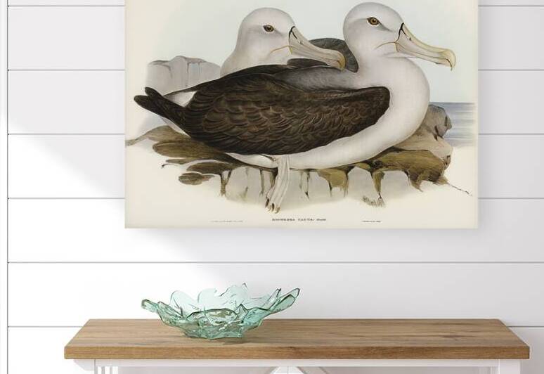 Shy Albatross by History In Your Home
