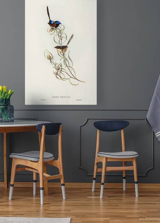 Red Winged Fairywren by History In Your Home