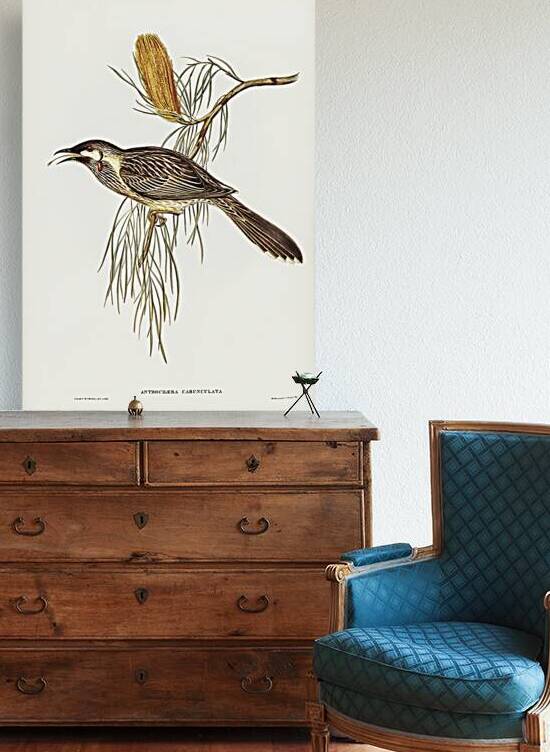 Red Wattlebird by History In Your Home