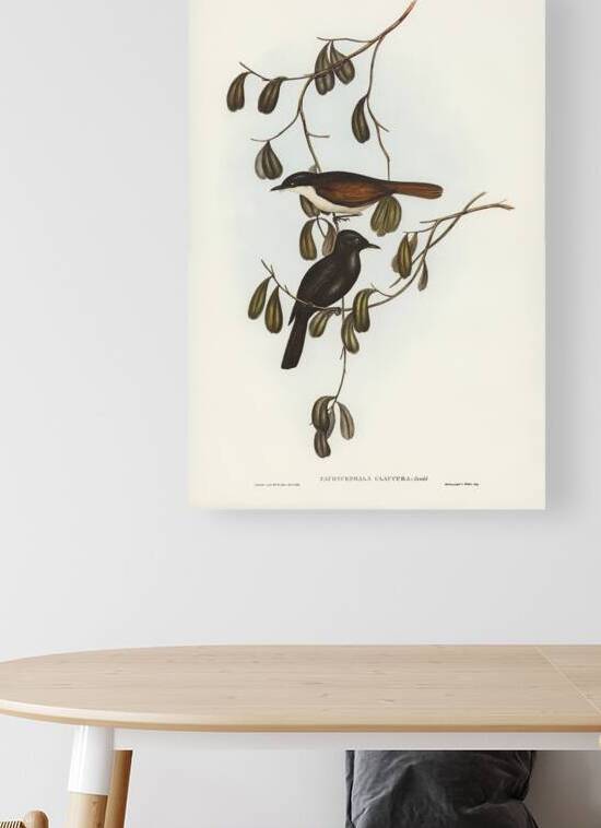 Shining Flycatcher by History In Your Home