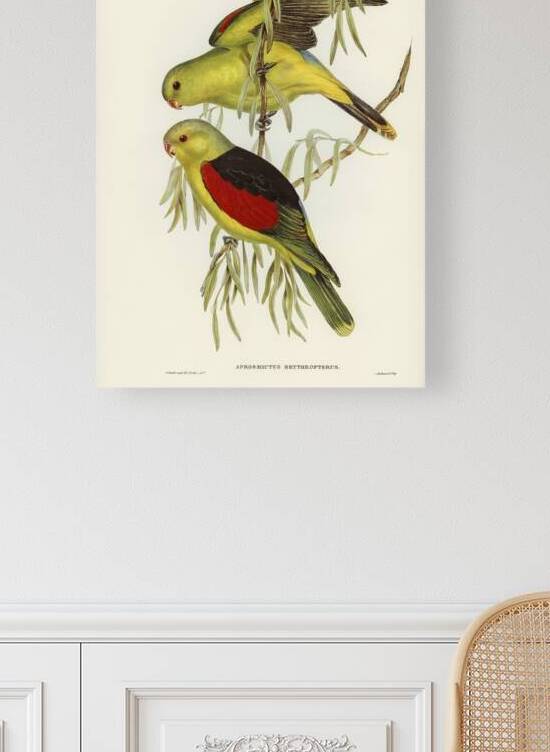 Red Winged Parrot by History In Your Home