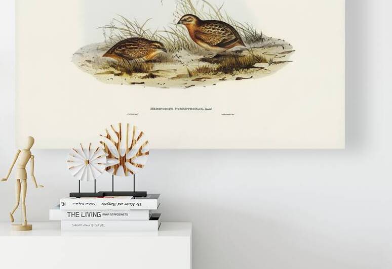 Red Chested Buttonquail by History In Your Home