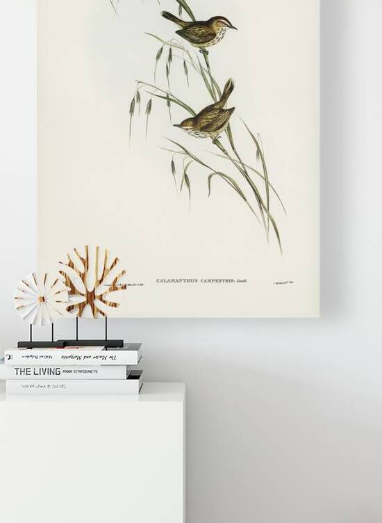 Rufous Fieldwren by History In Your Home