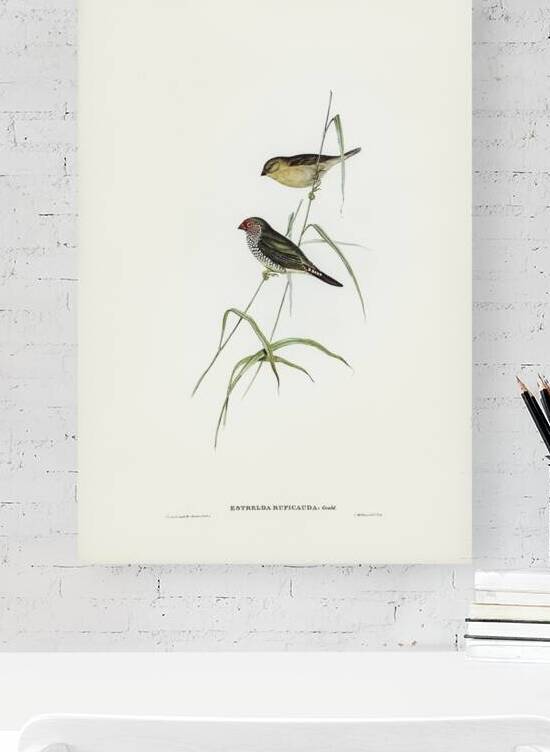 Star Finch by History In Your Home
