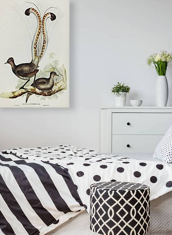 Superb Lyrebird by History In Your Home