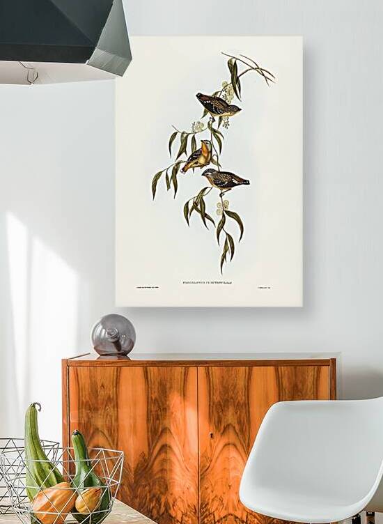 Spotted Pardalote Diamondbird by History In Your Home