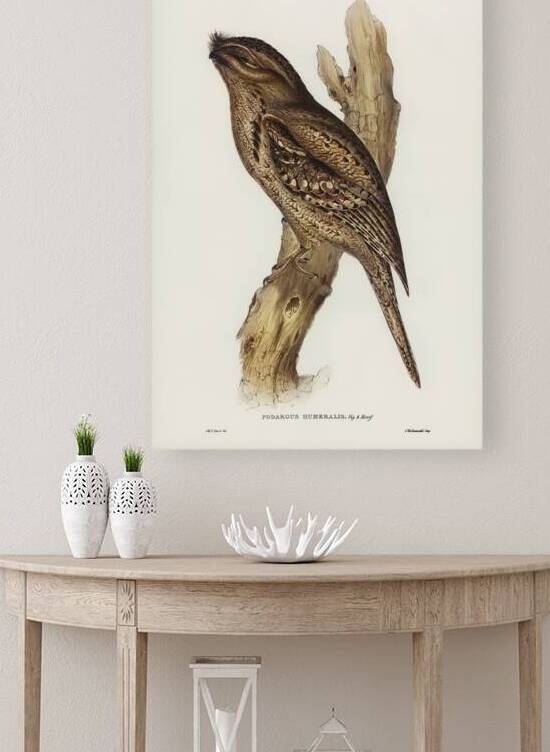 Tawny Frogmouth Reproduction