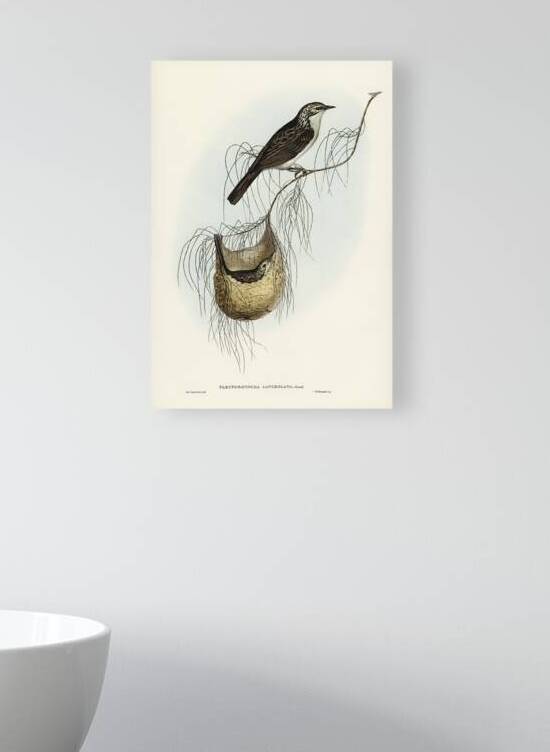 Striped Honeyeater Reproduction