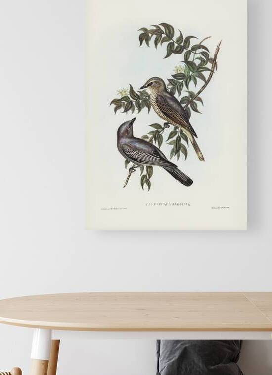 Slender Billed Cicadabird Reproduction