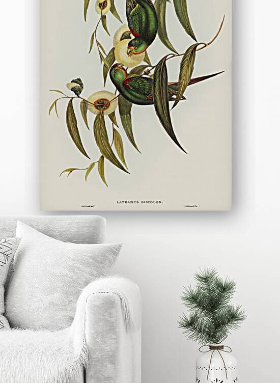 Swift Parrot by History In Your Home