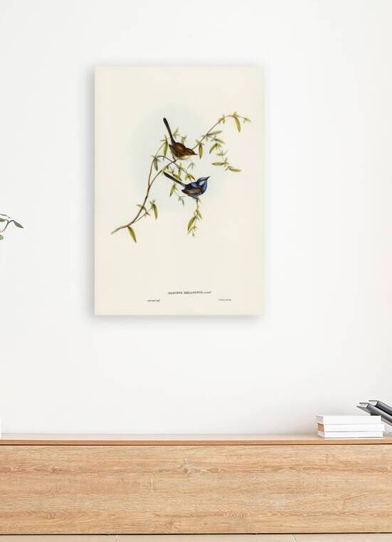 Splendid Fairywren by History In Your Home