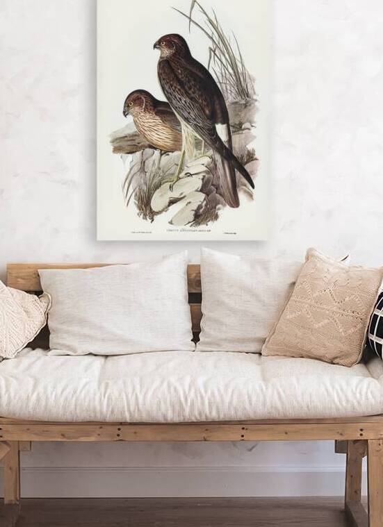 Swamp Harrier by History In Your Home