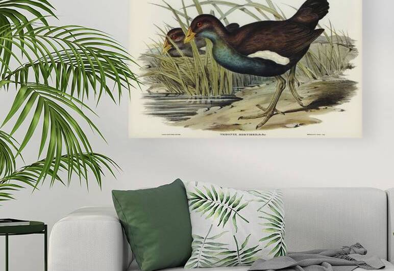 Tasmanian Nativehen by History In Your Home
